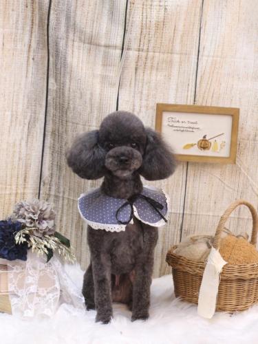 20241023ボーロくん